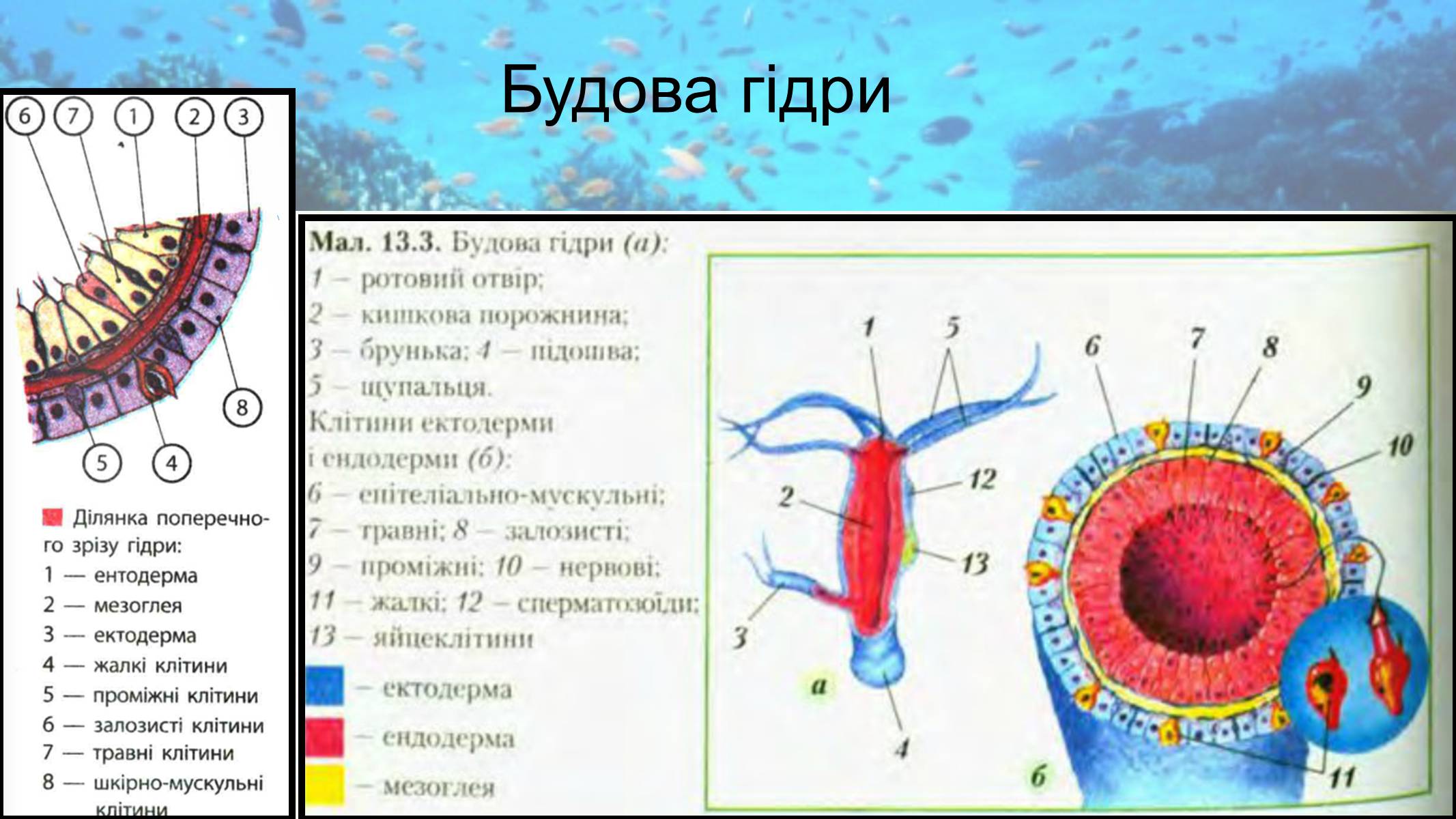 Презентація на тему «Кишковопорожнинні» (варіант 2) - Слайд #14