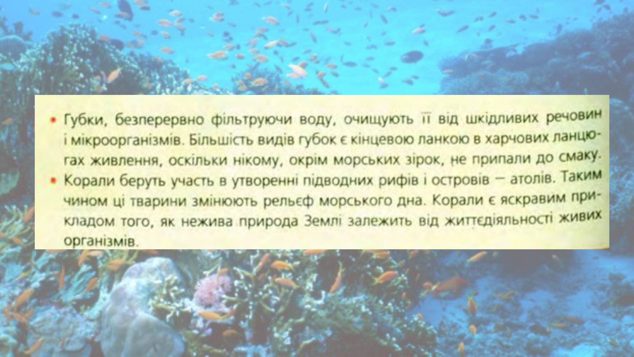 Презентація на тему «Кишковопорожнинні» (варіант 2) - Слайд #18