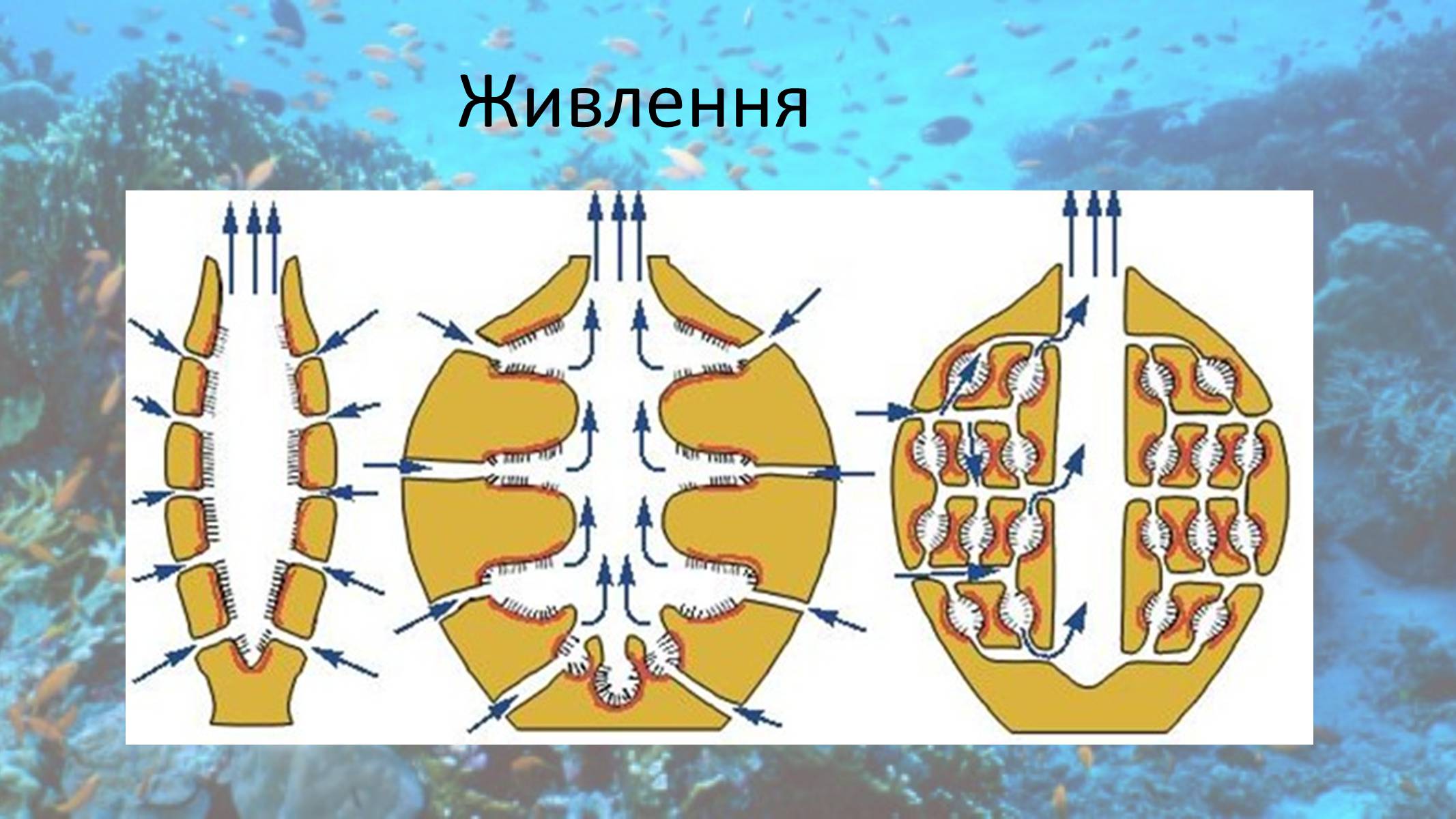 Презентація на тему «Кишковопорожнинні» (варіант 2) - Слайд #5