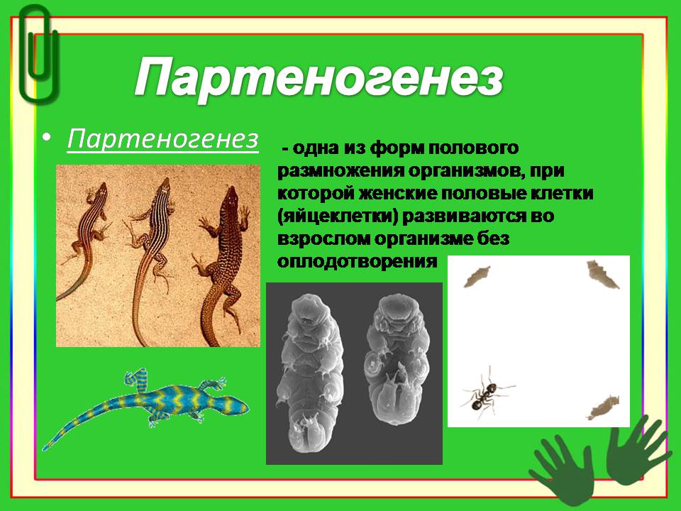 Презентація на тему «Гермафродитизм. Партеногенез. Полиэмбриония» - Слайд #5