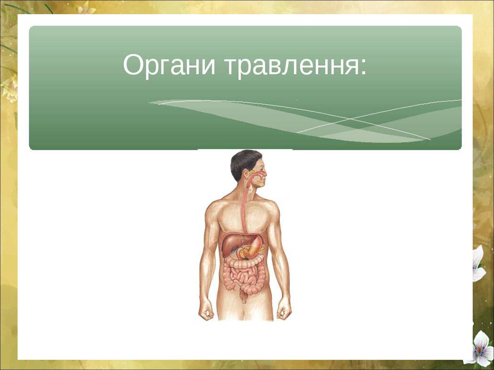 Презентація на тему «Основні безпеки харчування» - Слайд #28