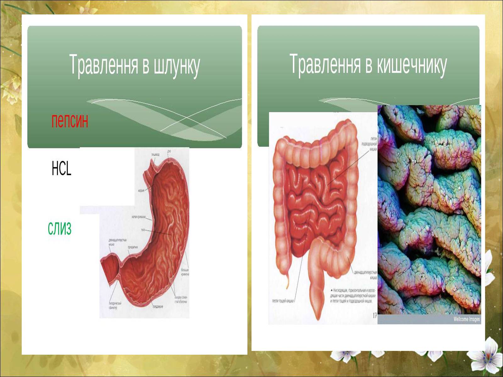 Презентація на тему «Основні безпеки харчування» - Слайд #31