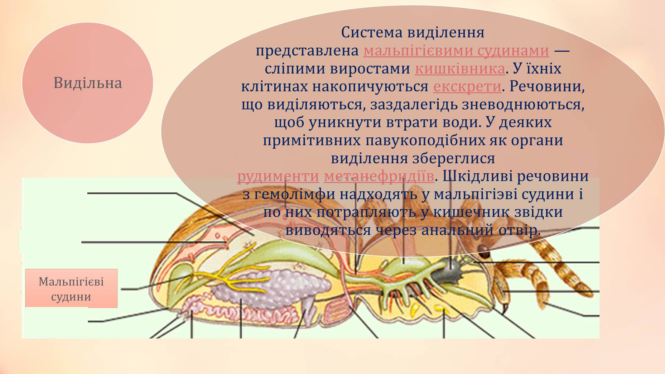 Презентація на тему «Павукоподібні» (варіант 2) - Слайд #8