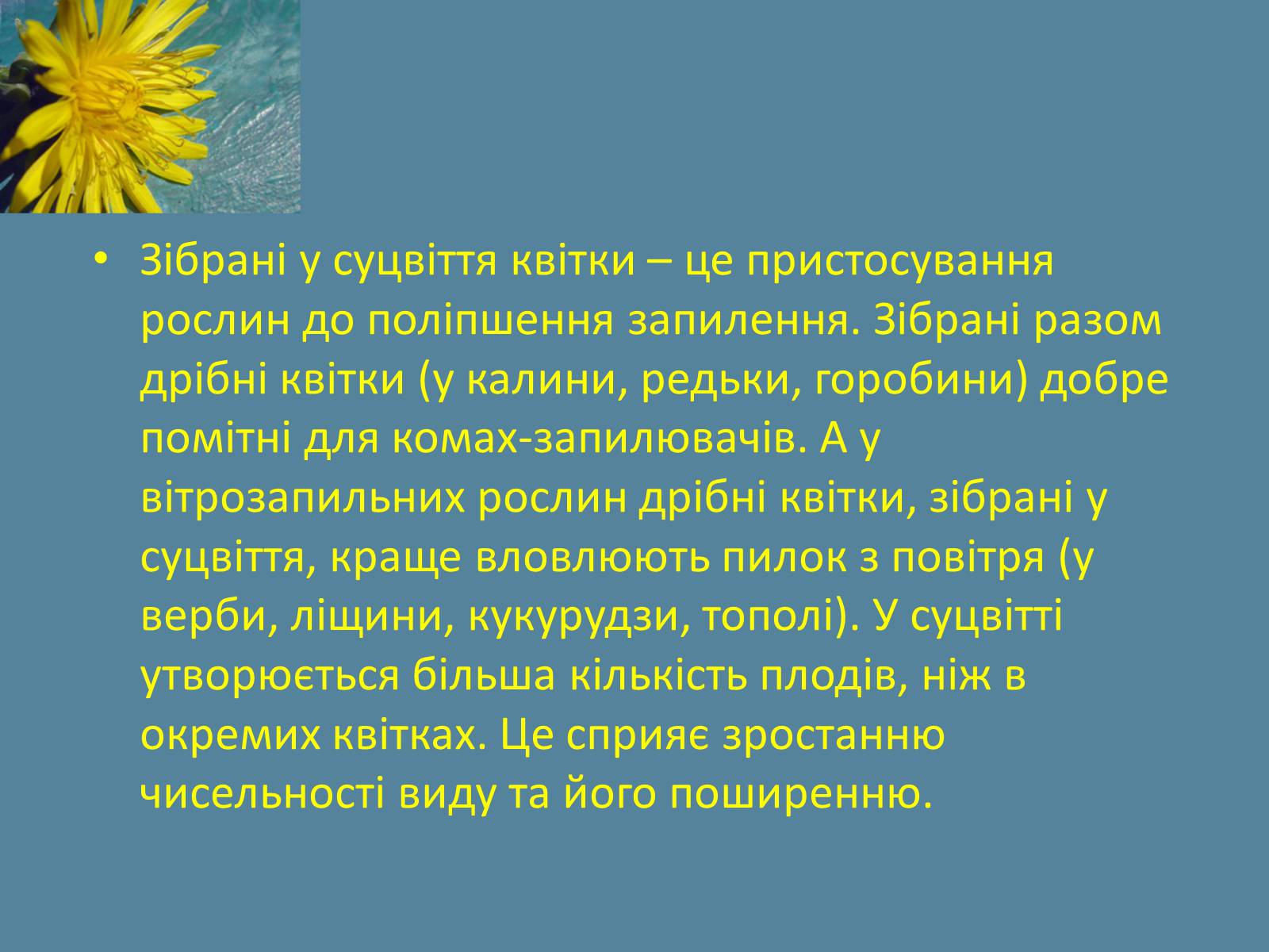 Презентація на тему «Суцвіття» (варіант 2) - Слайд #17