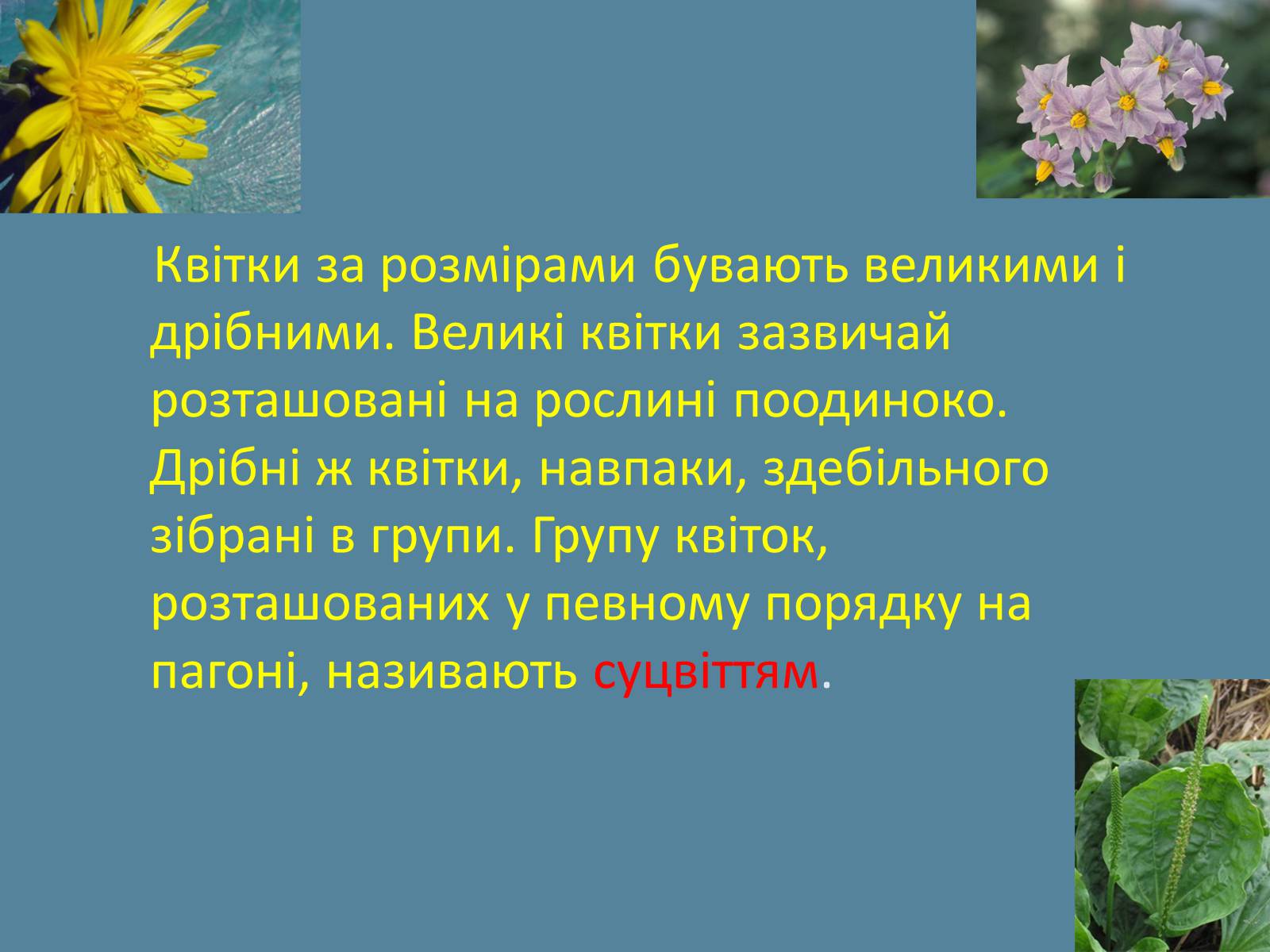 Презентація на тему «Суцвіття» (варіант 2) - Слайд #2