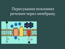 Презентація на тему «Пересування поживних речовин через мембрану»