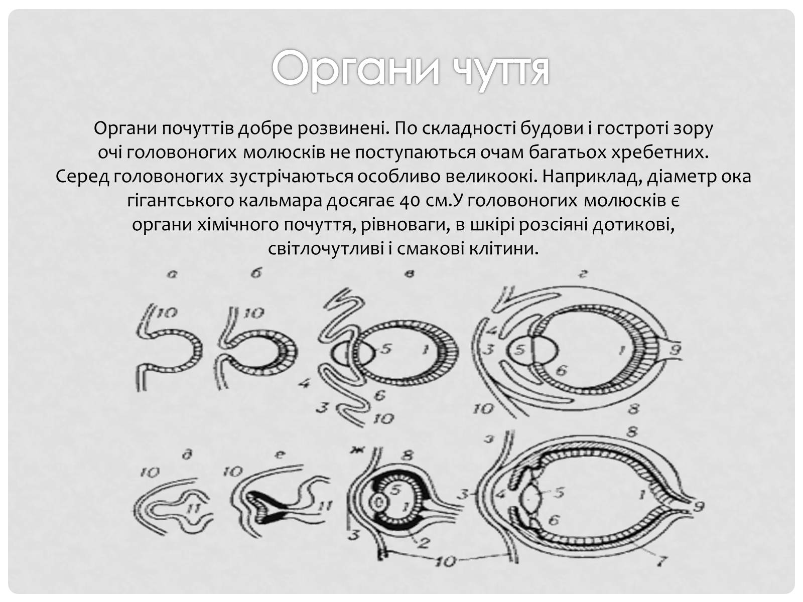 Презентація на тему «Головоногi молюски» - Слайд #7