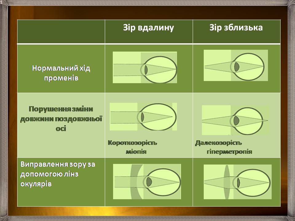 Презентація на тему «Аналізатори» - Слайд #40