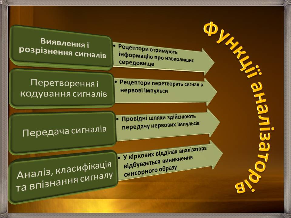 Презентація на тему «Аналізатори» - Слайд #5