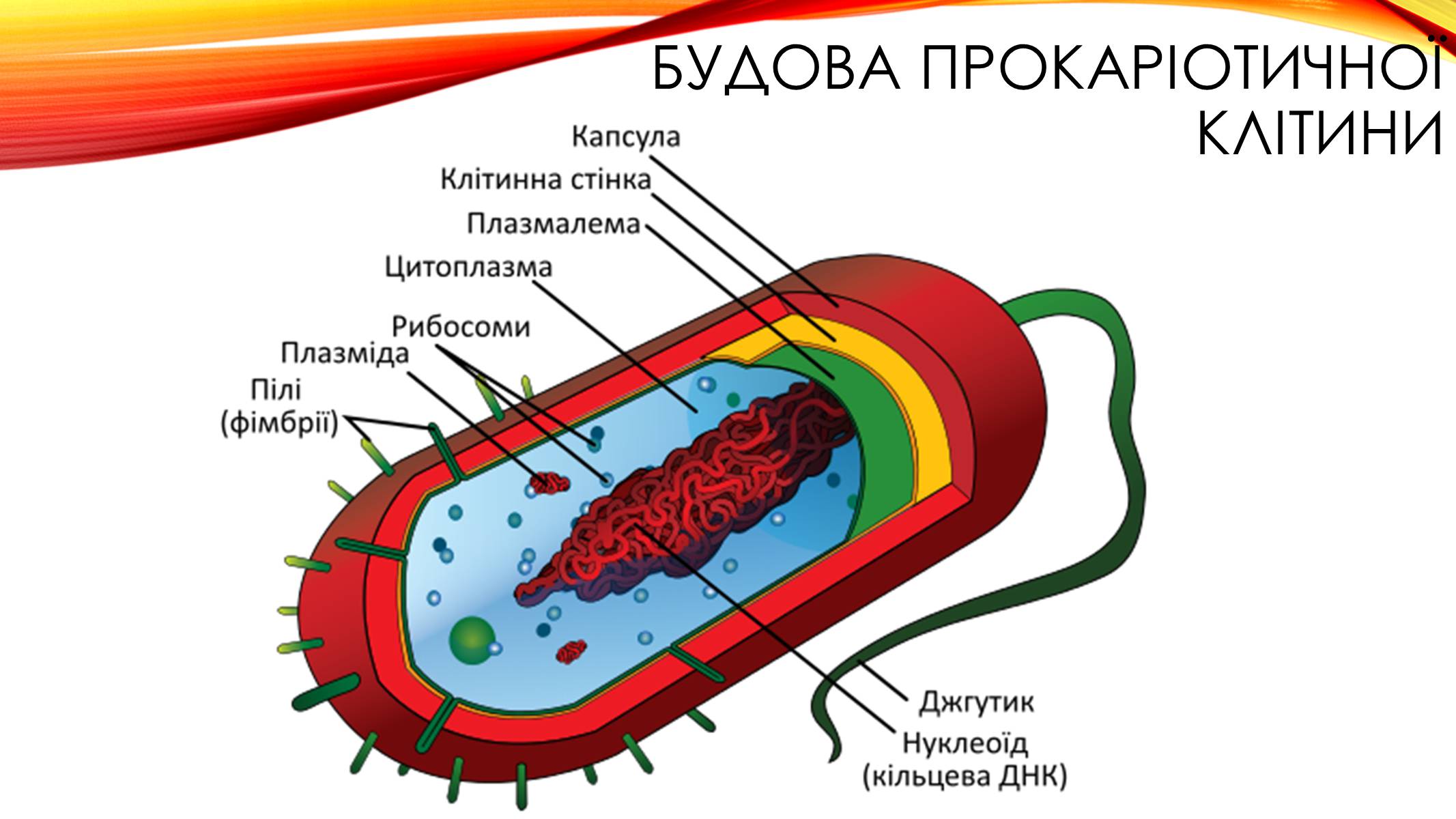 Презентація на тему «Прокаріоти. Роль прокаріотів в біосфері» - Слайд #3