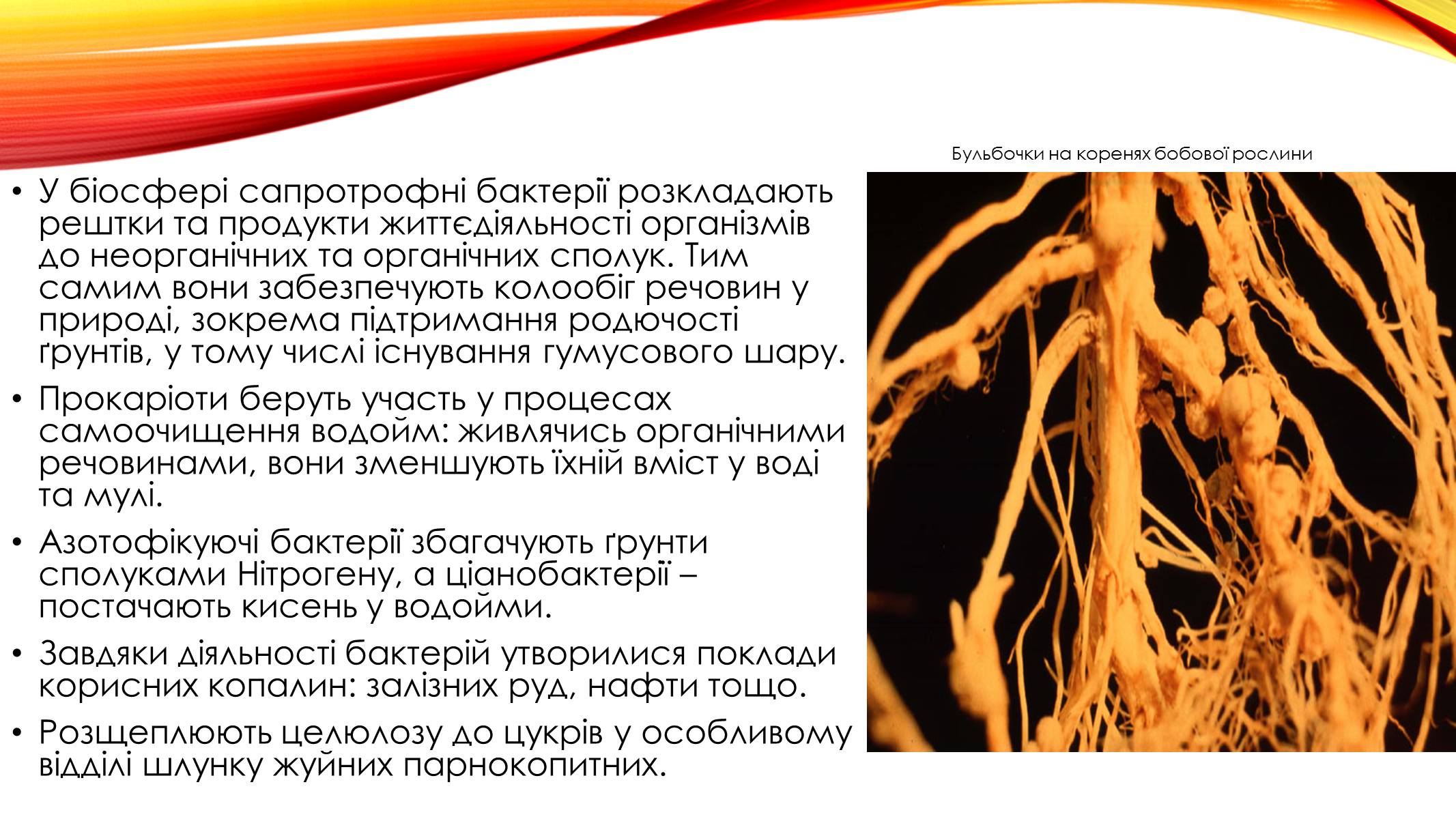 Презентація на тему «Прокаріоти. Роль прокаріотів в біосфері» - Слайд #5