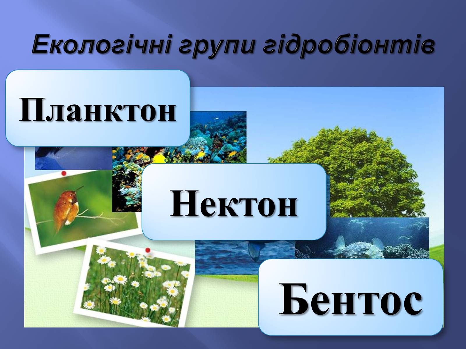 Презентація на тему «Водне середовище» (варіант 2) - Слайд #7