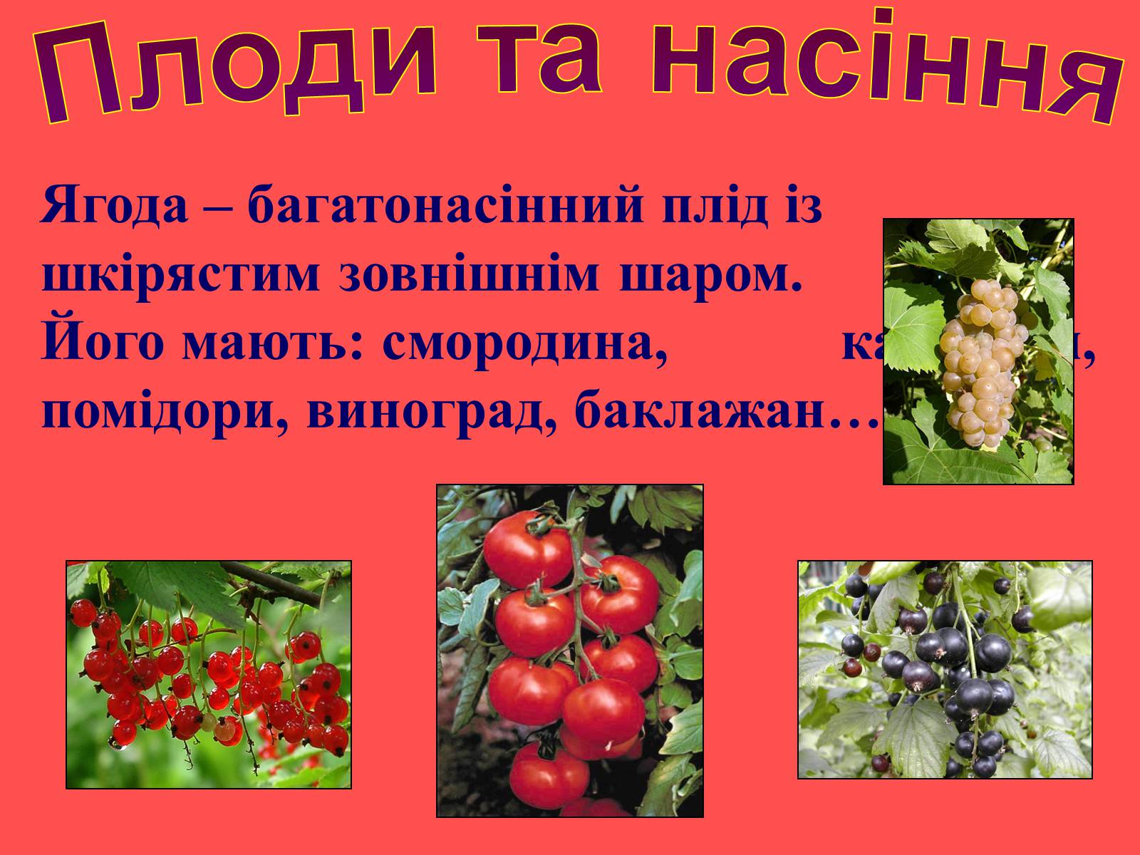 Презентація на тему «Плоди та насіння» - Слайд #12