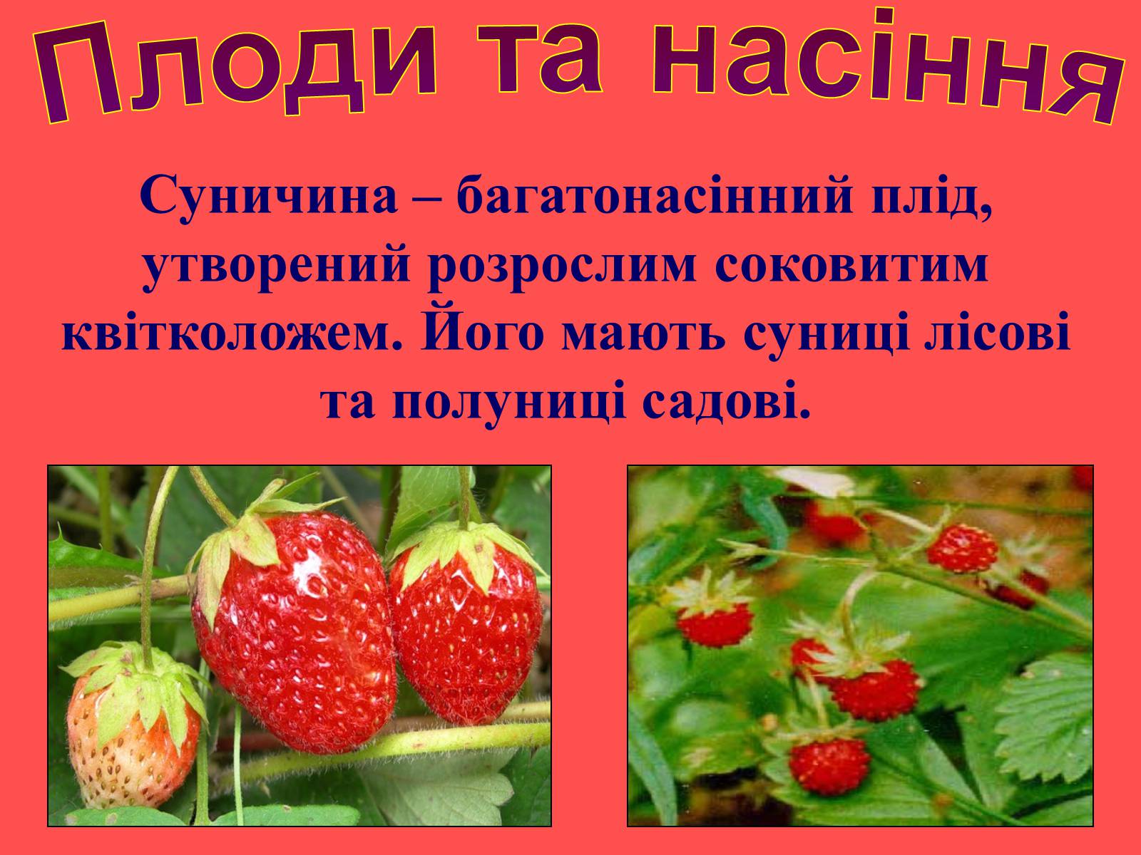 Презентація на тему «Плоди та насіння» - Слайд #16