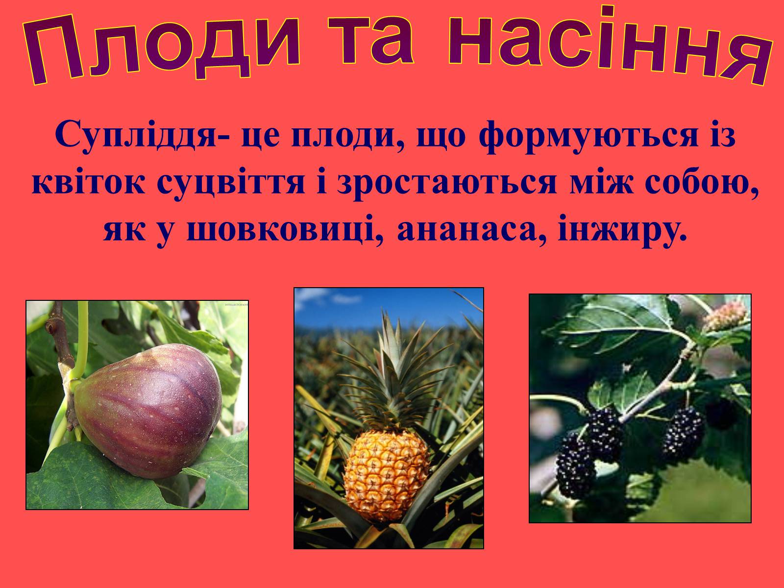 Презентація на тему «Плоди та насіння» - Слайд #18