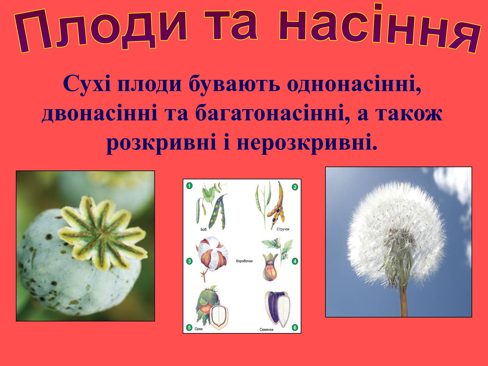 Презентація на тему «Плоди та насіння» - Слайд #20