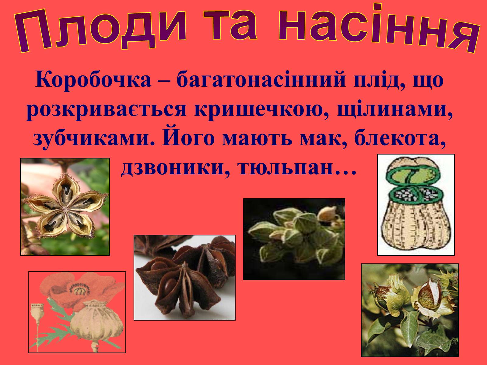 Презентація на тему «Плоди та насіння» - Слайд #23