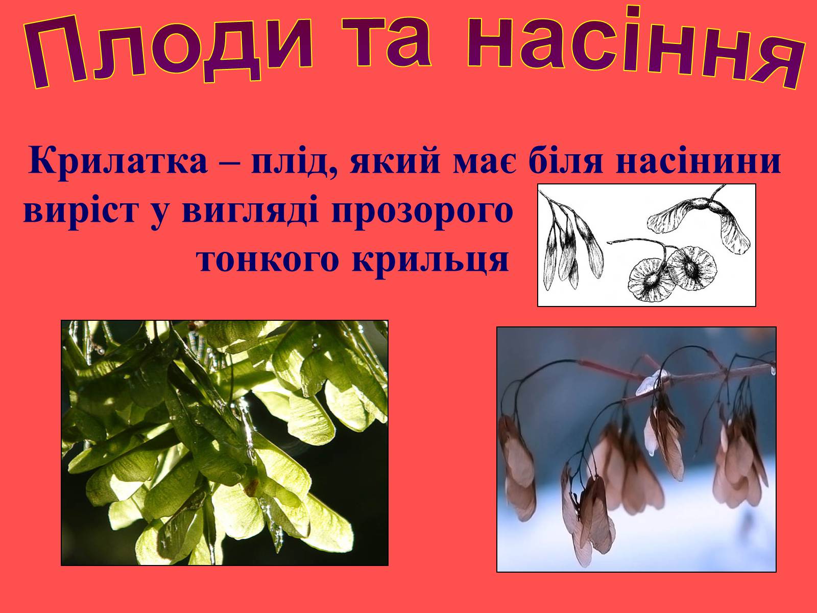 Презентація на тему «Плоди та насіння» - Слайд #27