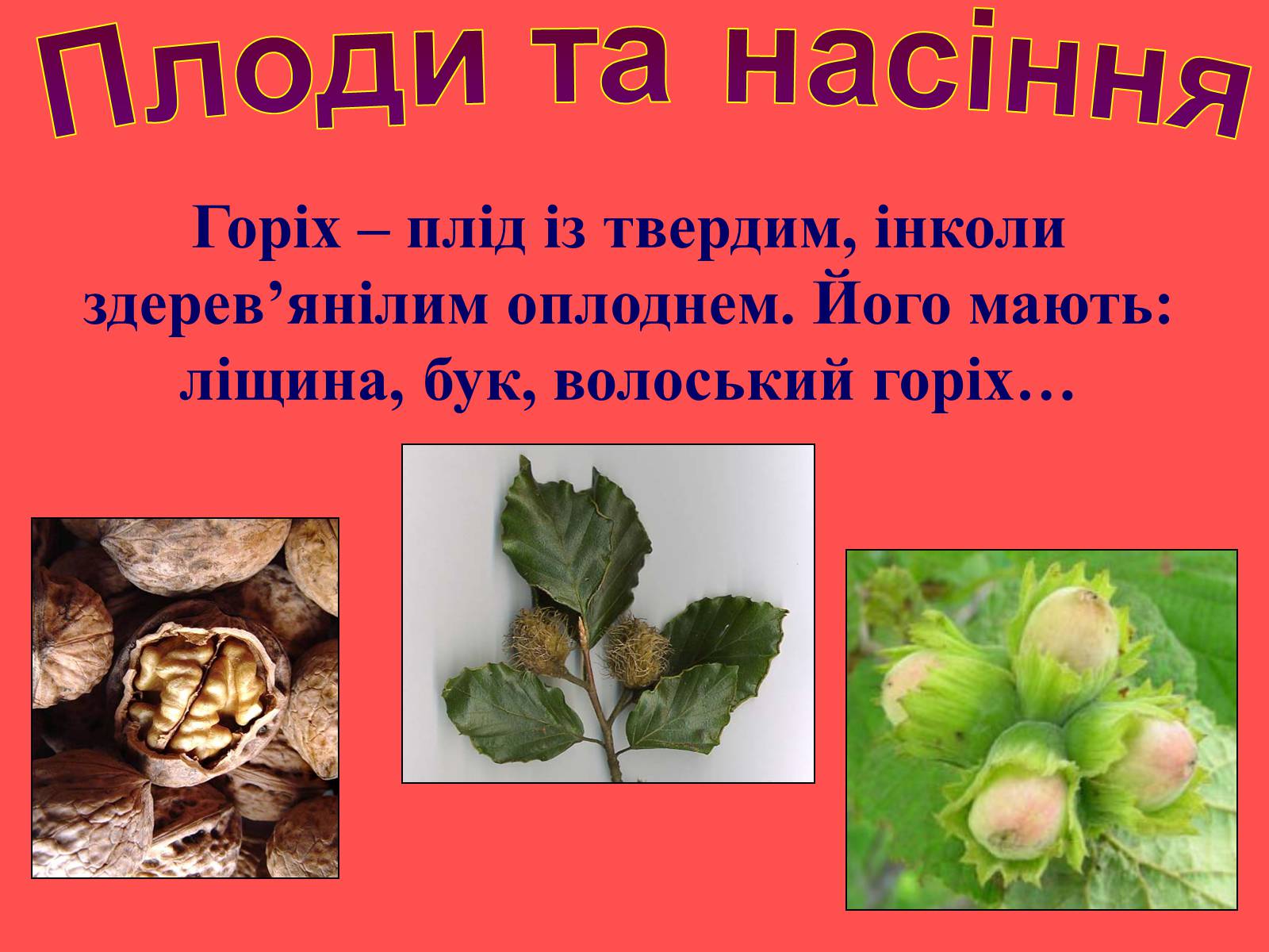 Презентація на тему «Плоди та насіння» - Слайд #28