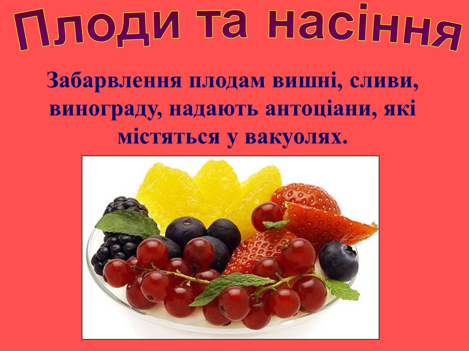 Презентація на тему «Плоди та насіння» - Слайд #35