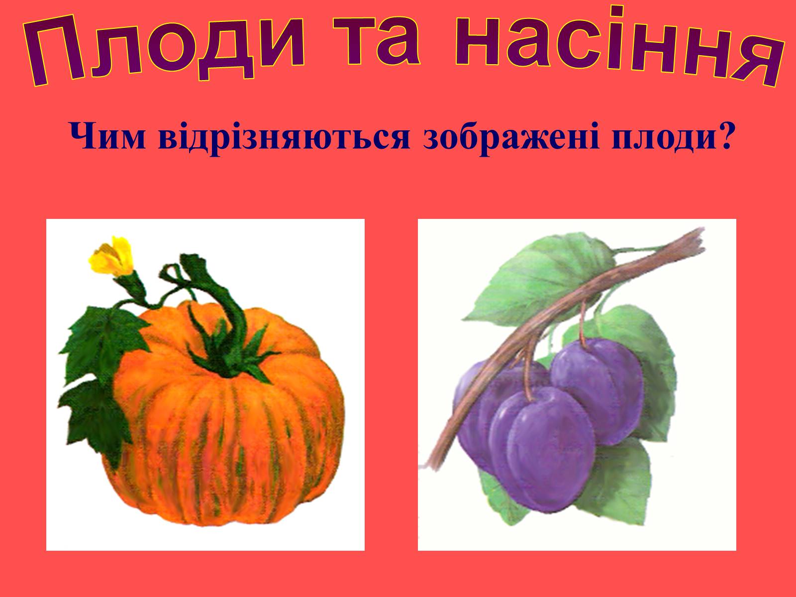 Презентація на тему «Плоди та насіння» - Слайд #39