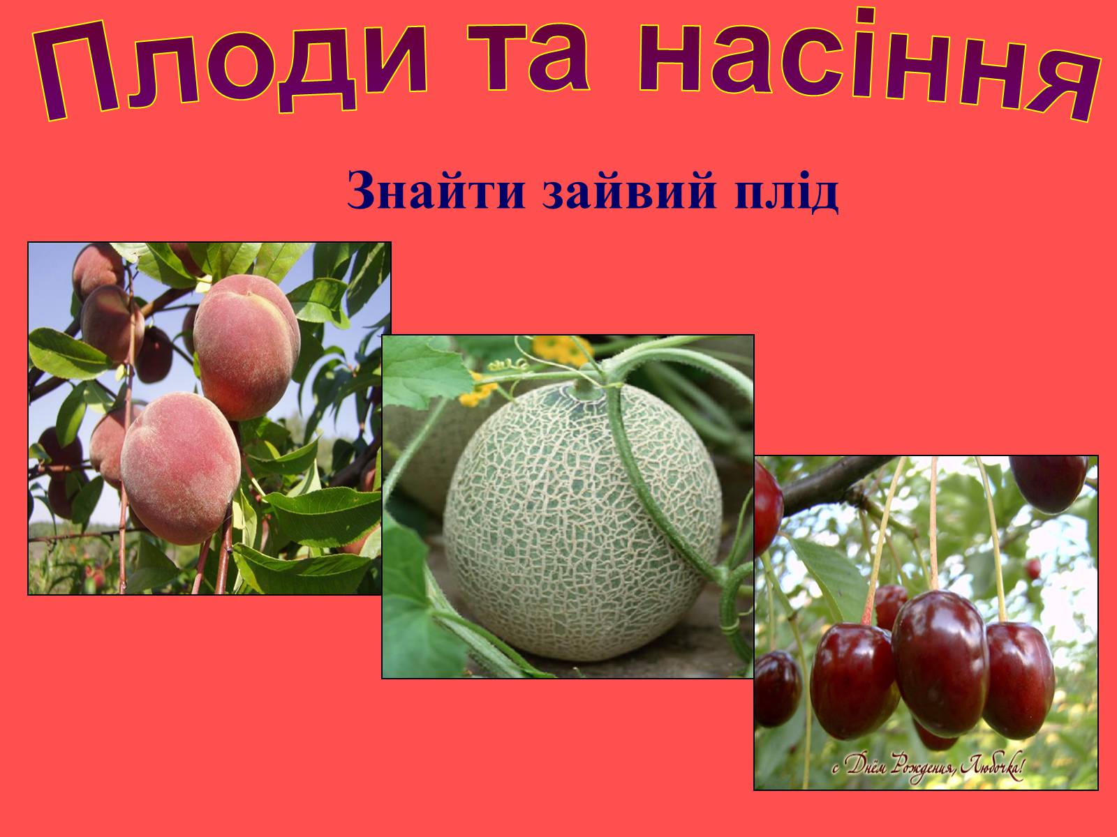 Презентація на тему «Плоди та насіння» - Слайд #41