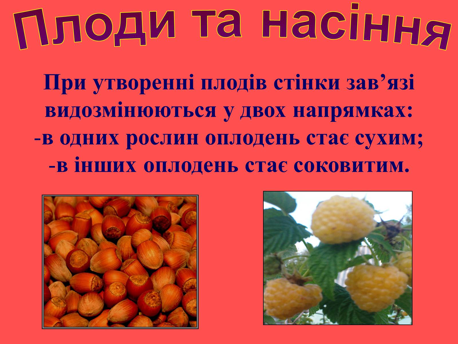 Презентація на тему «Плоди та насіння» - Слайд #7