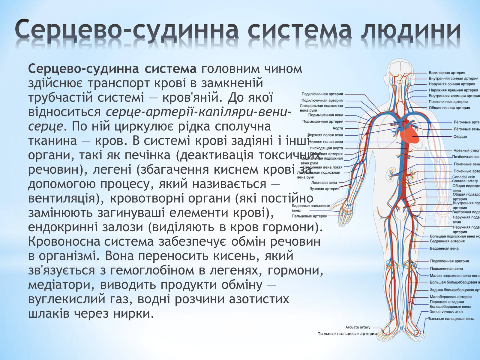 Презентація на тему «Будова організму людини» - Слайд #6