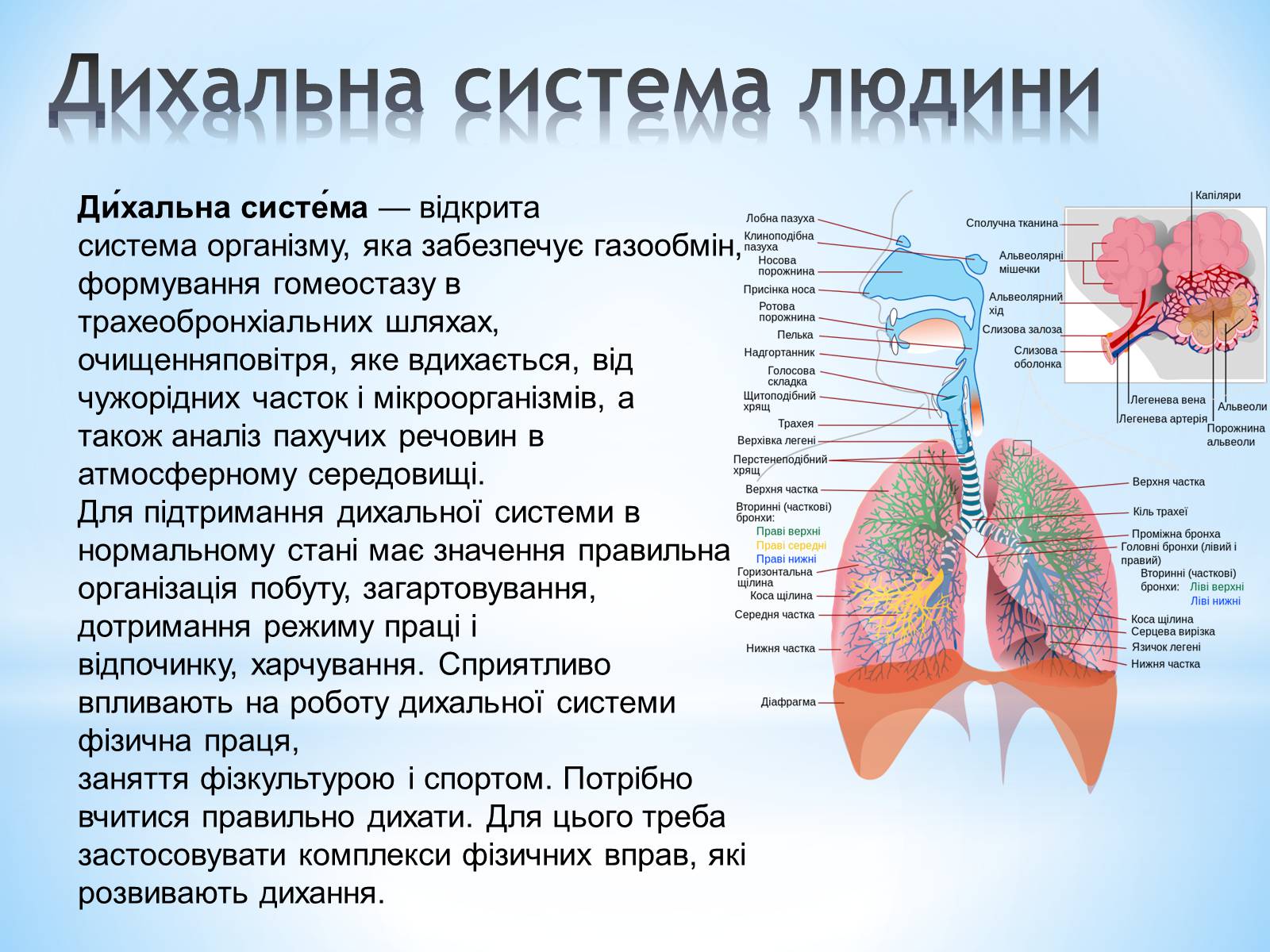 Презентація на тему «Будова організму людини» - Слайд #7