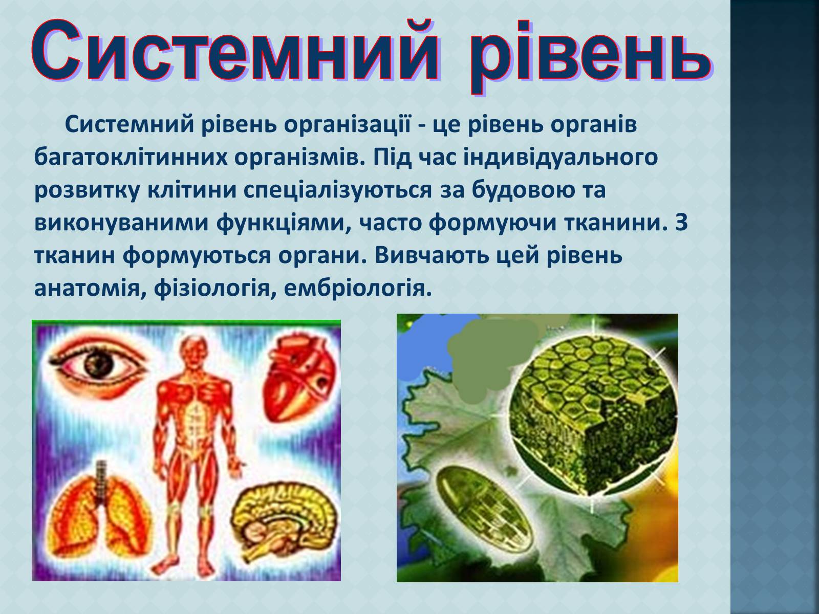 Презентація на тему «Рівні організації живої матерії» (варіант 1) - Слайд #8