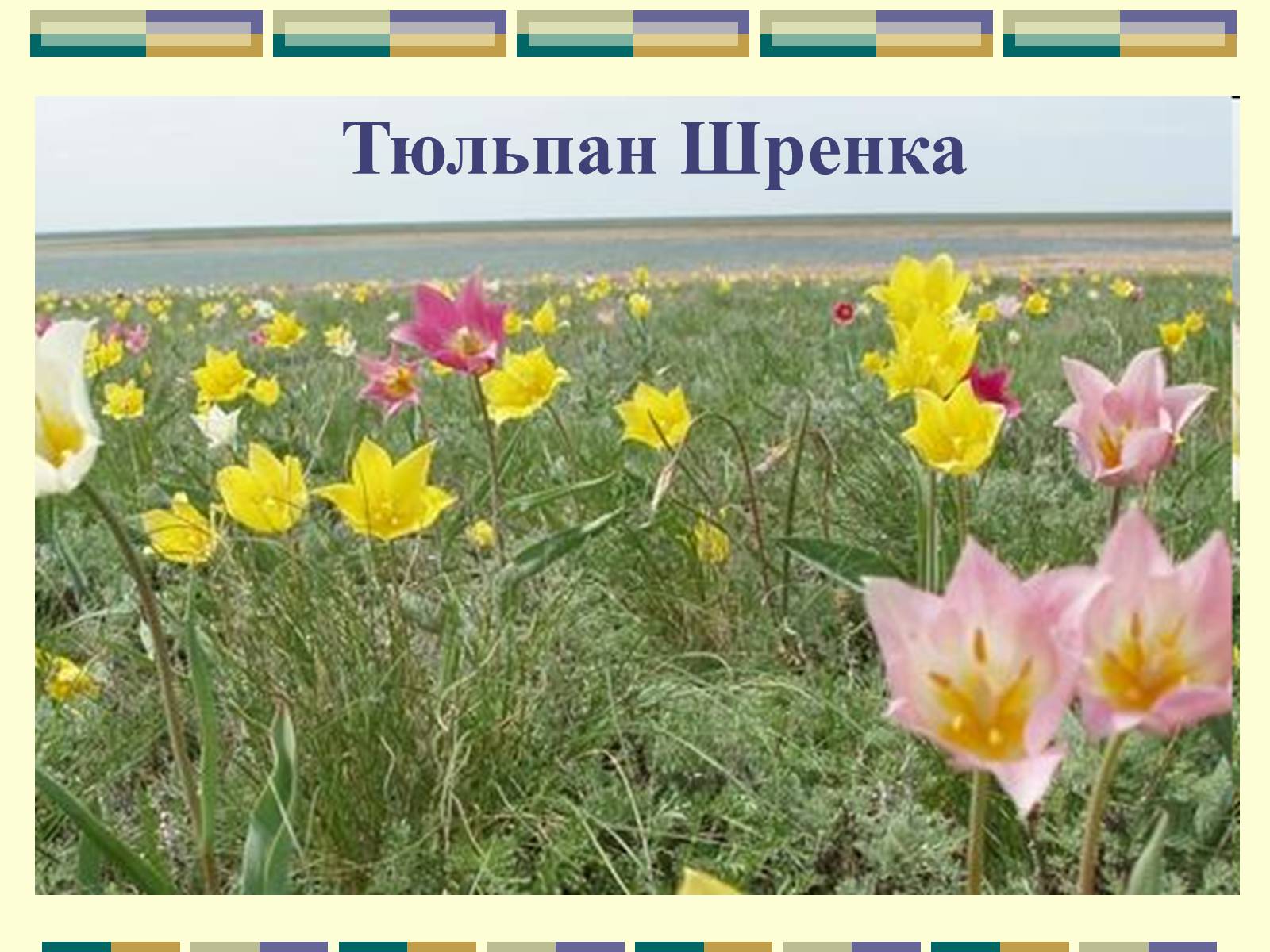 Презентація на тему «Рослини степу» - Слайд #10