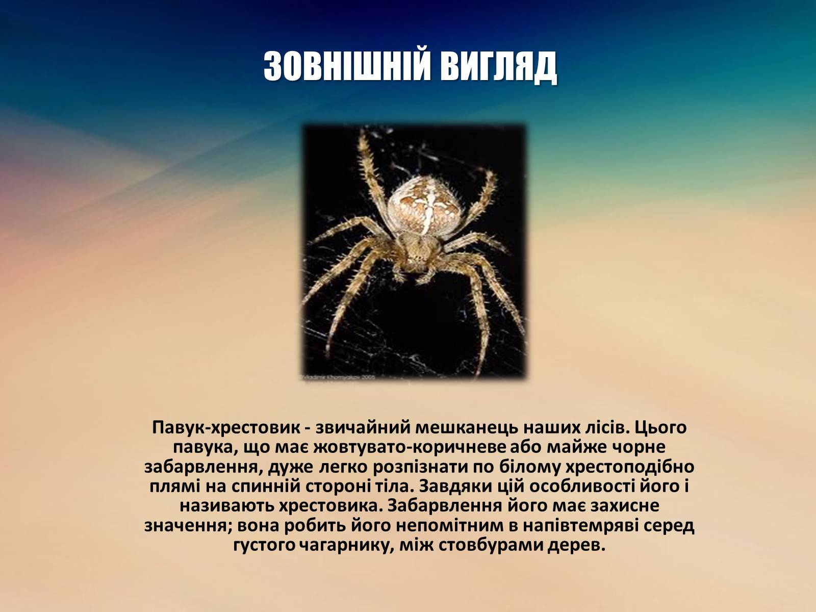 Презентація на тему «Павук Хрестовик» - Слайд #4