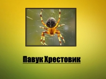 Презентація на тему «Павук Хрестовик»