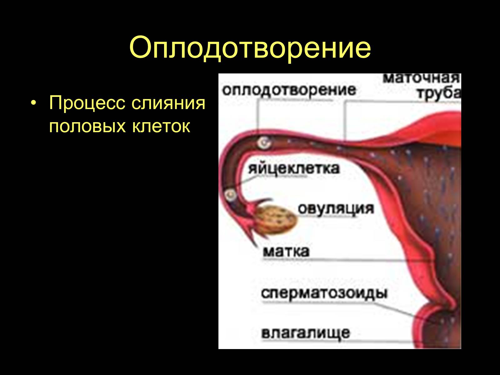 Презентація на тему «Половая система человека» (варіант 1) - Слайд #13