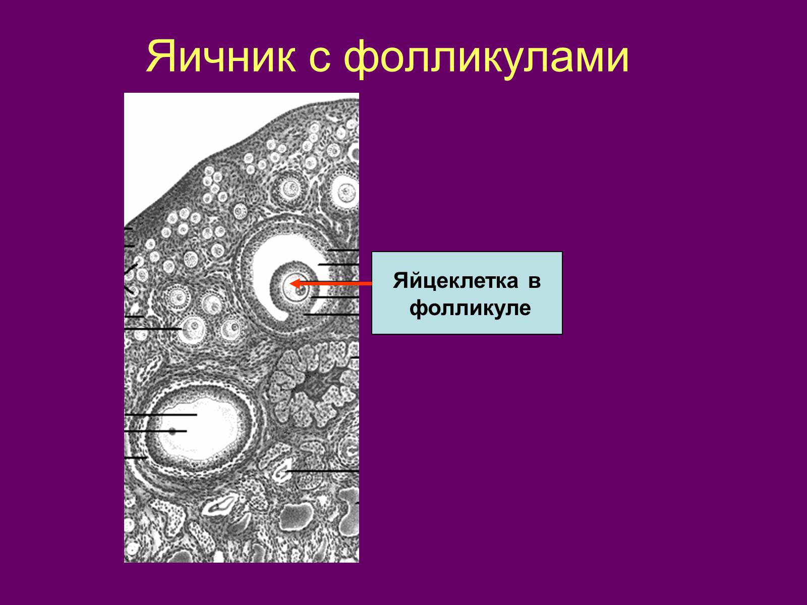 Презентація на тему «Половая система человека» (варіант 1) - Слайд #7