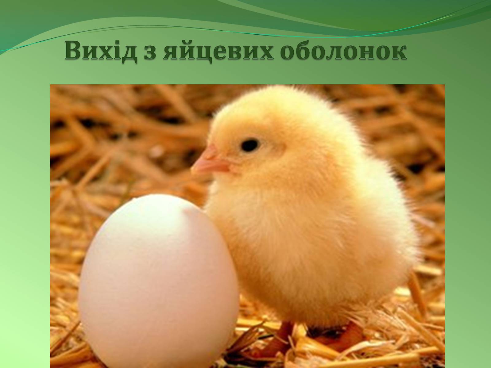 Презентація на тему «Етапи індивідуального розвитку організмів» - Слайд #14