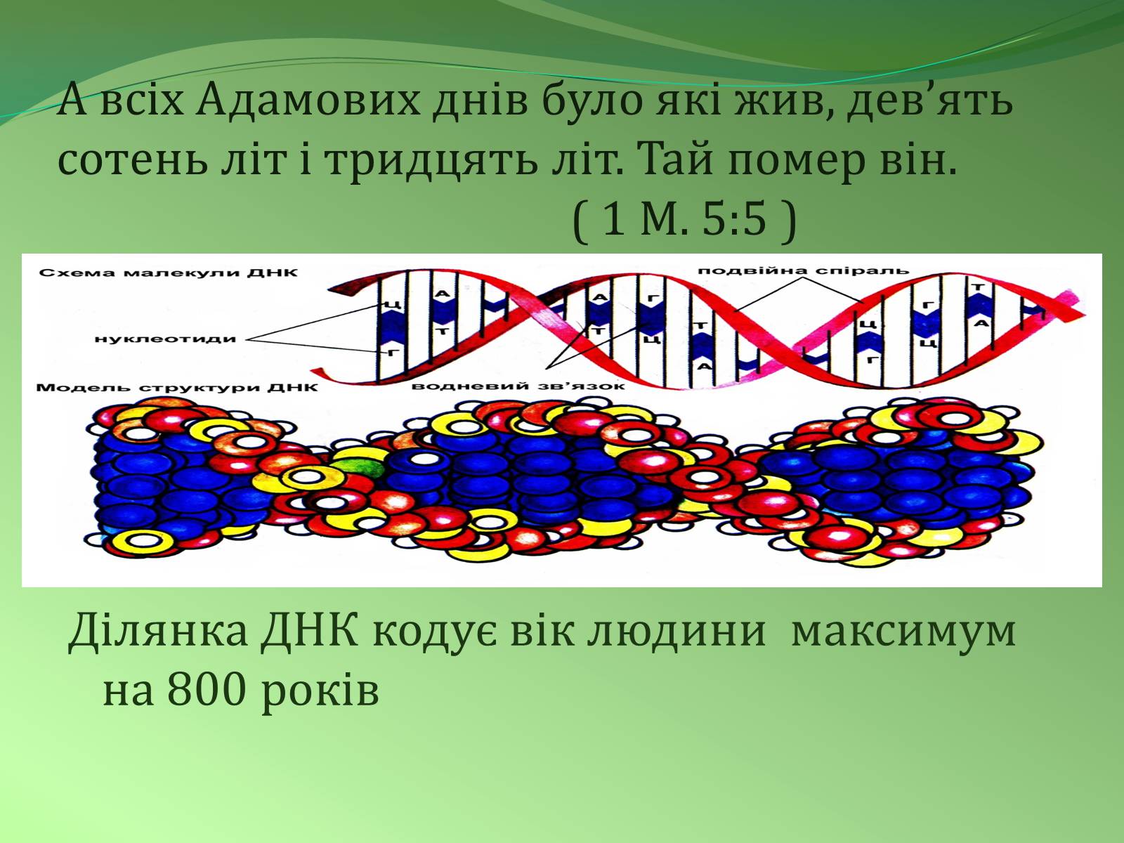 Презентація на тему «Етапи індивідуального розвитку організмів» - Слайд #20