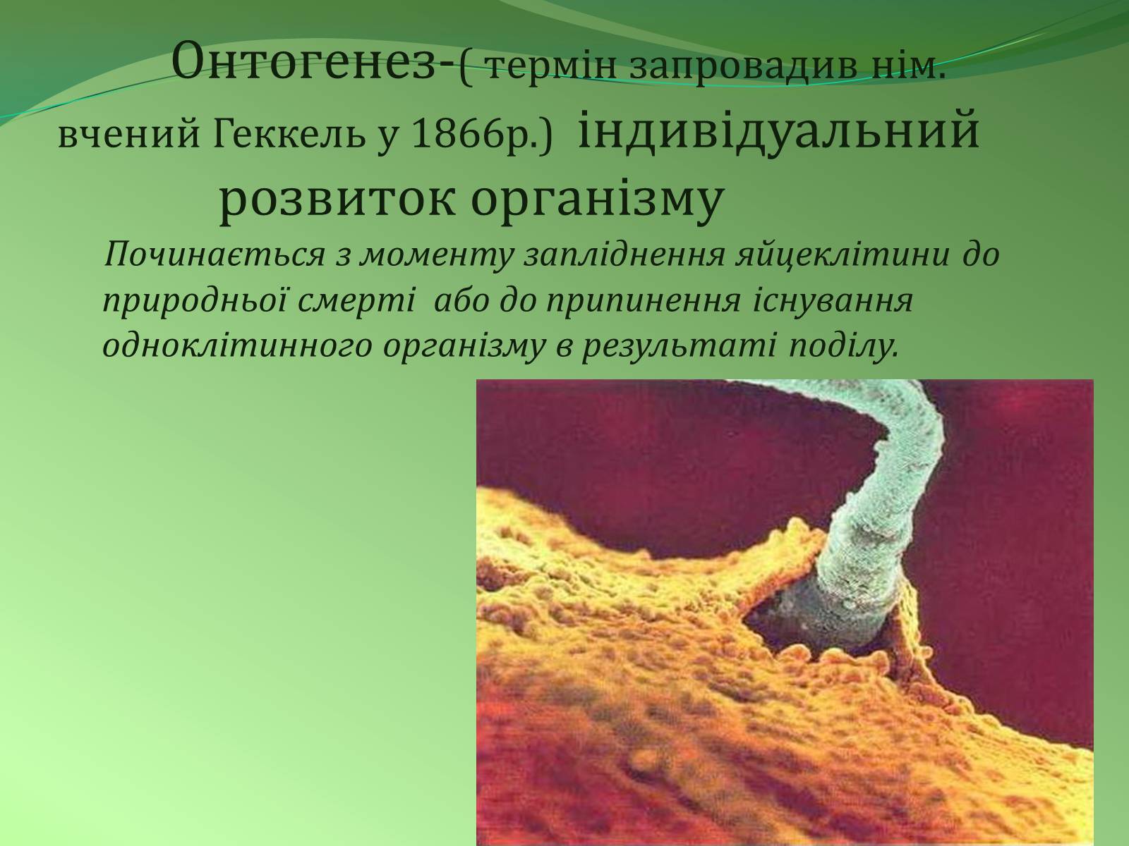 Презентація на тему «Етапи індивідуального розвитку організмів» - Слайд #3