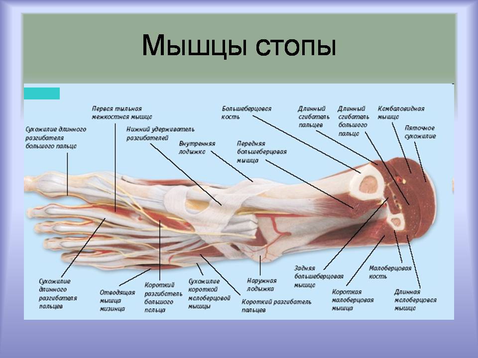 Презентація на тему «Мышцы. Строение мышечной ткани» - Слайд #12