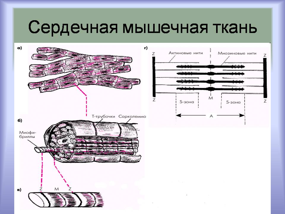 Презентація на тему «Мышцы. Строение мышечной ткани» - Слайд #18