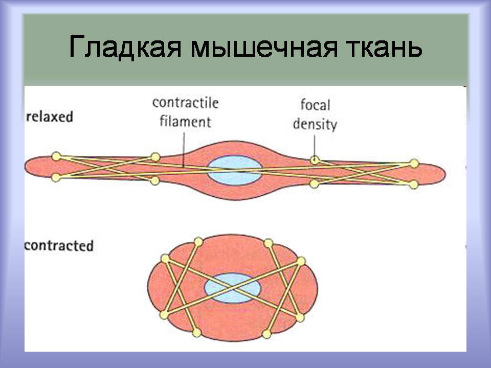 Презентація на тему «Мышцы. Строение мышечной ткани» - Слайд #19