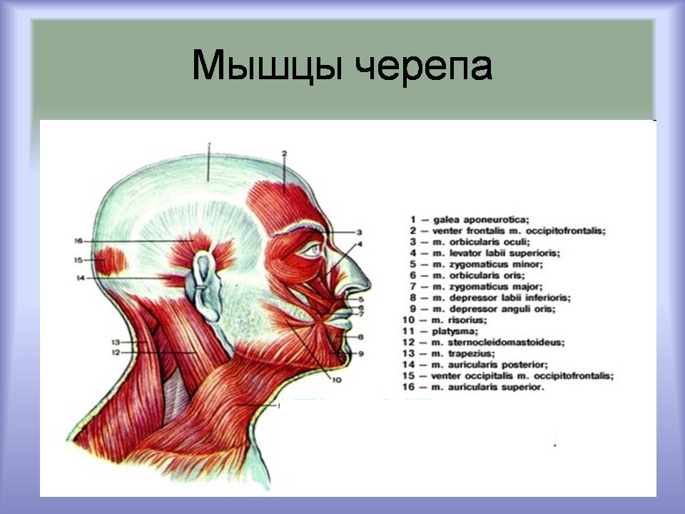 Презентація на тему «Мышцы. Строение мышечной ткани» - Слайд #6