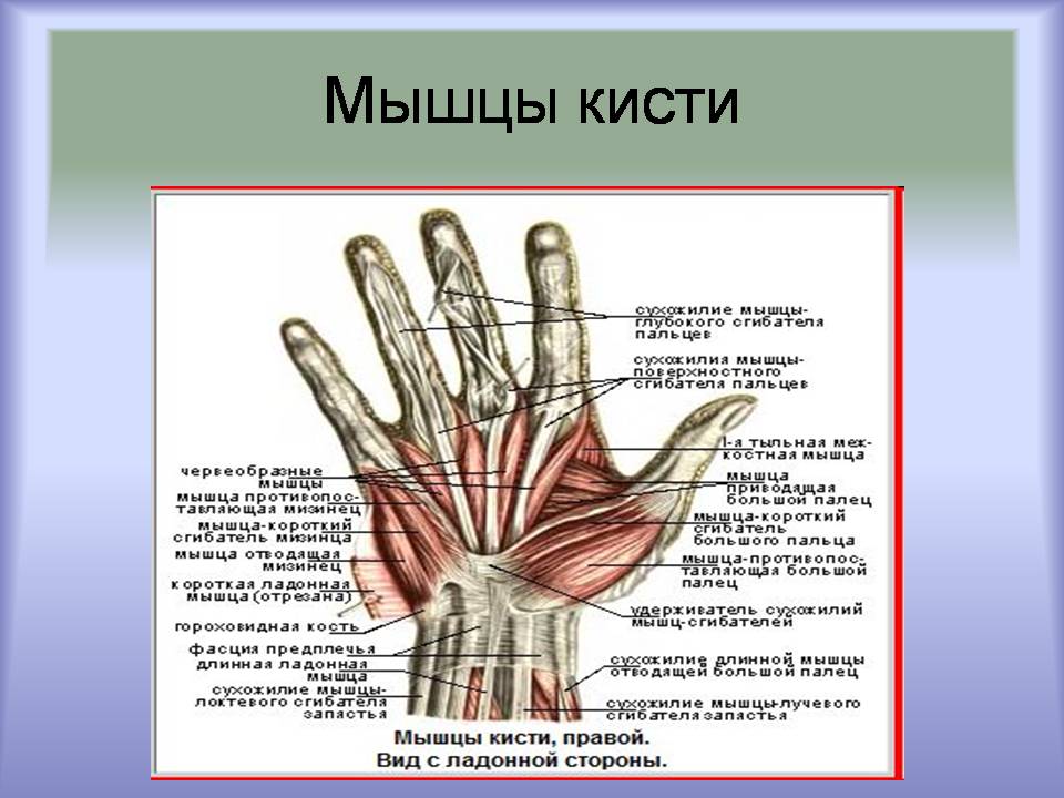 Презентація на тему «Мышцы. Строение мышечной ткани» - Слайд #8