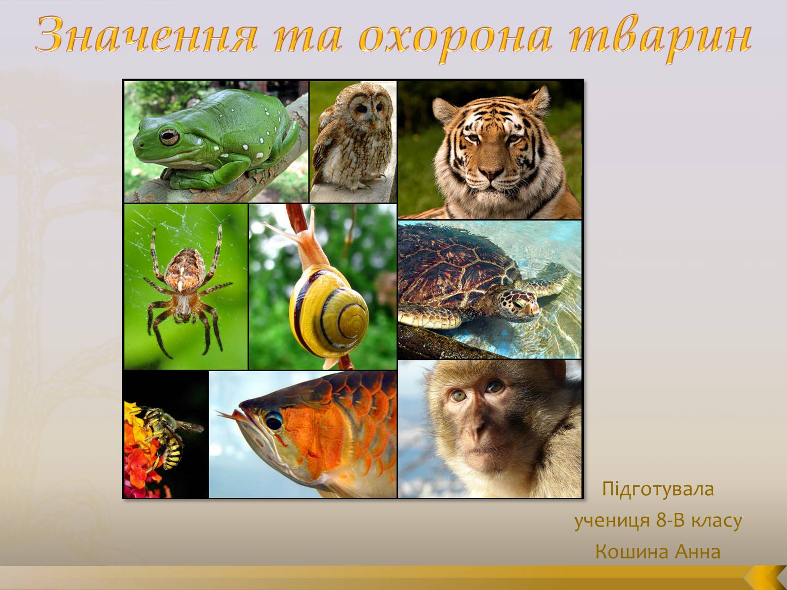 Презентація на тему «Значення та охорона тварин» - Слайд #1