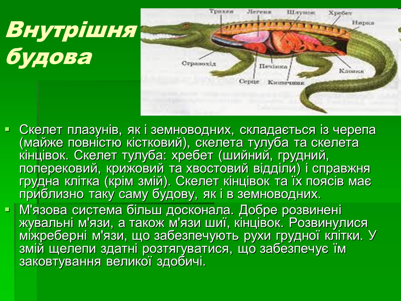 Презентація на тему «Тип Хордові. Плазуни» - Слайд #5