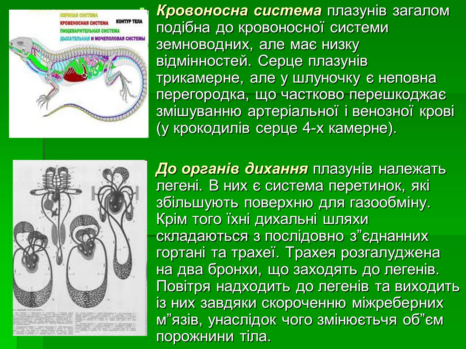 Презентація на тему «Тип Хордові. Плазуни» - Слайд #9