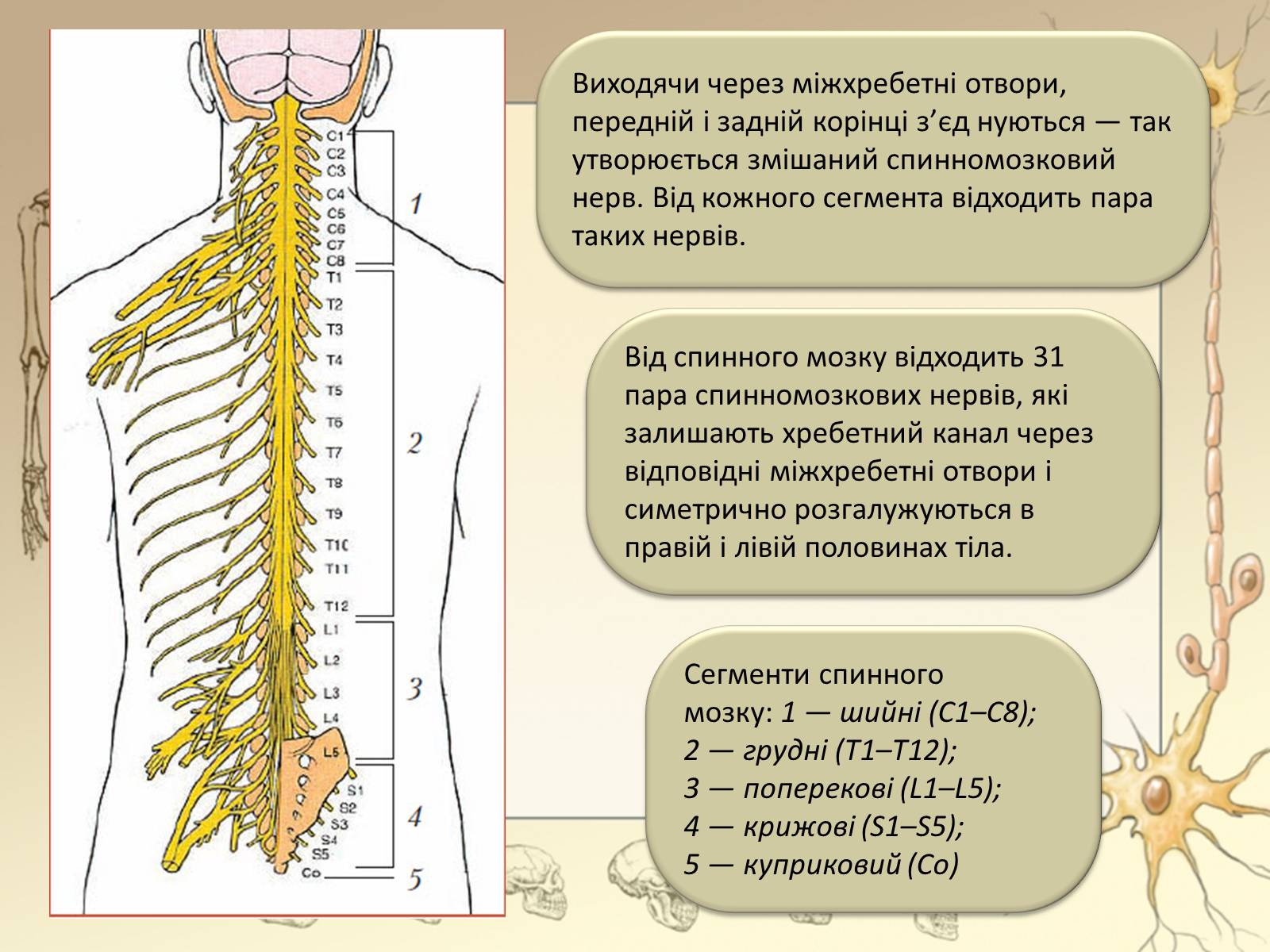 Презентація на тему «Спинний мозок» (варіант 3) - Слайд #10