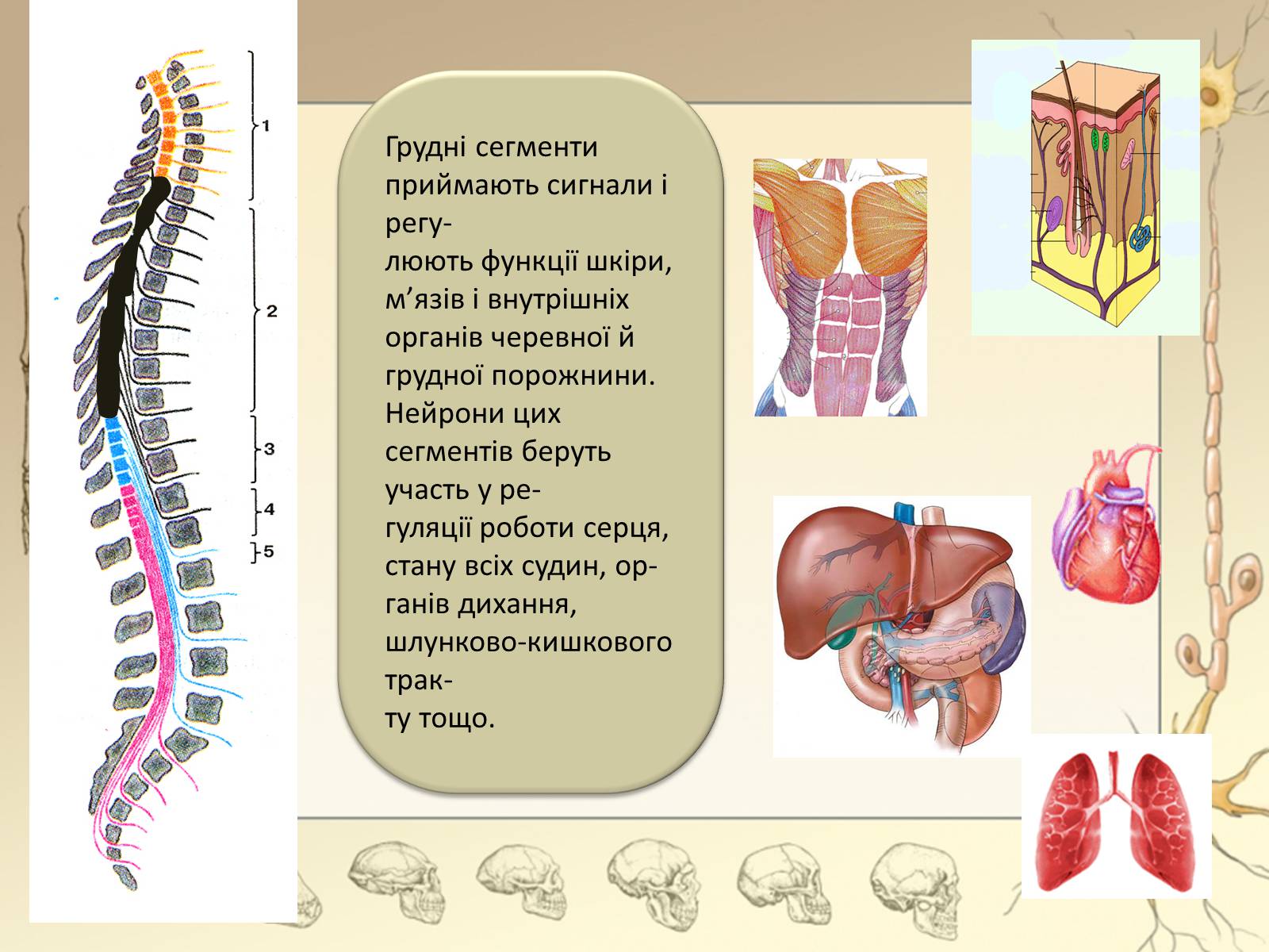 Презентація на тему «Спинний мозок» (варіант 3) - Слайд #13