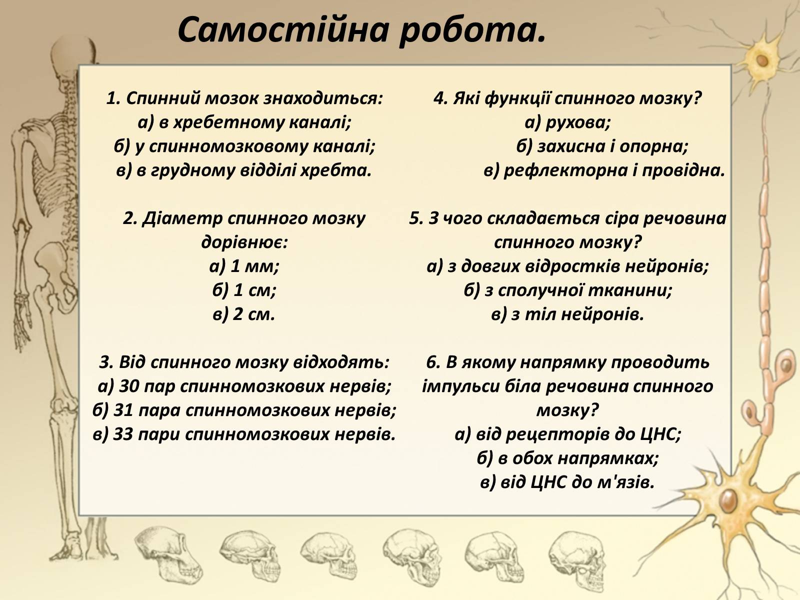 Презентація на тему «Спинний мозок» (варіант 3) - Слайд #17