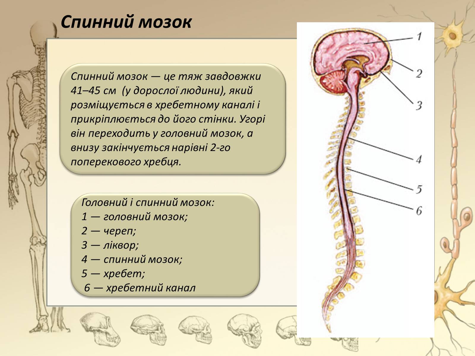 Презентація на тему «Спинний мозок» (варіант 3) - Слайд #5